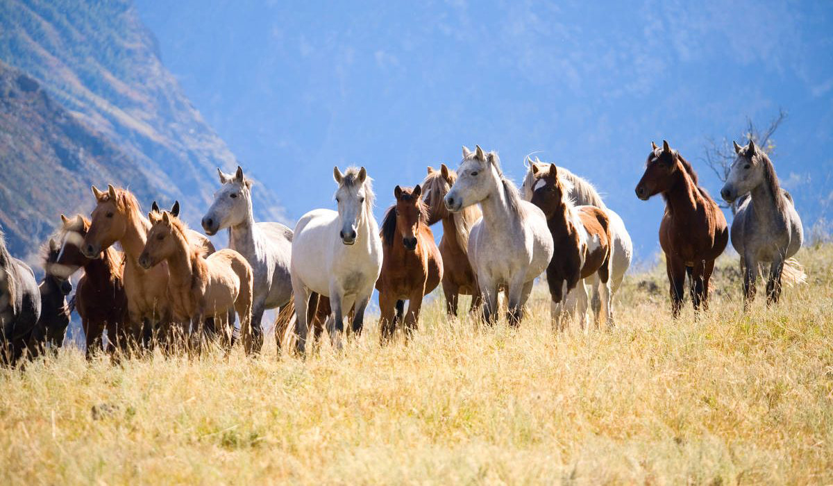 a-wild-mustang-heads-to-school-in-carbondale-1200x700